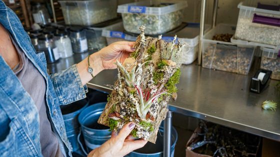 A person holding an arrangement of fresh plants and moss.